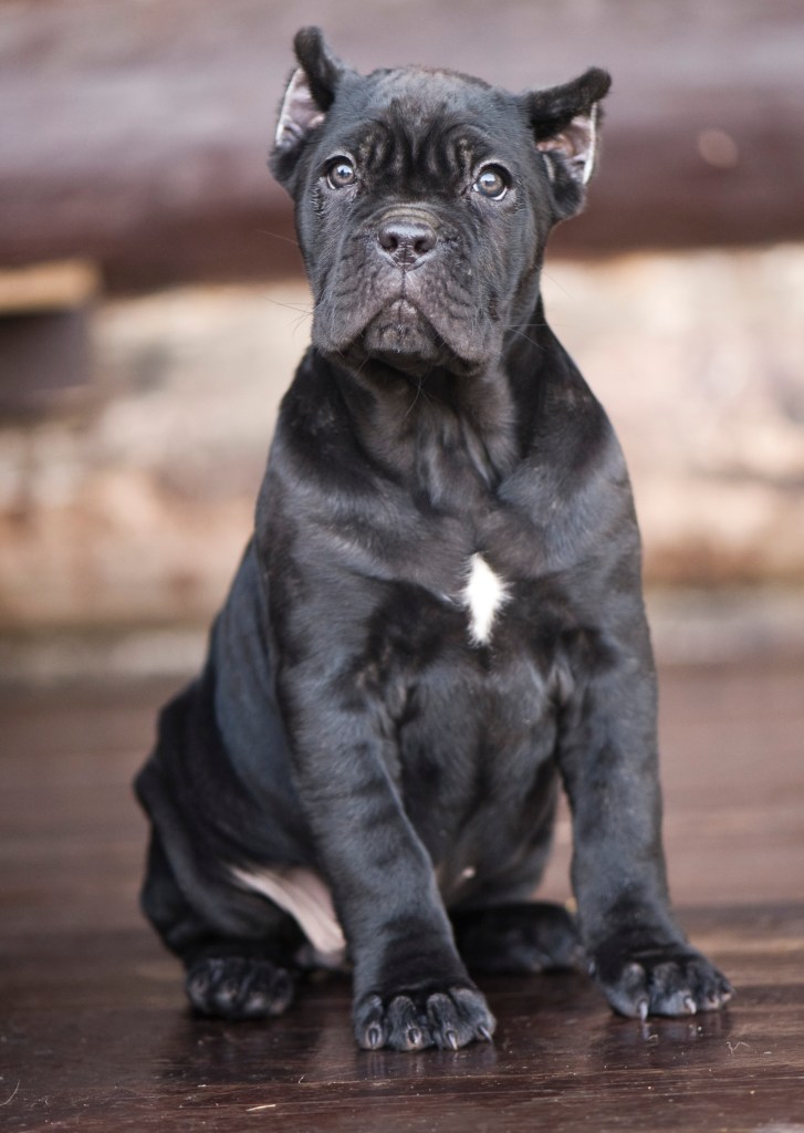 Chiot Cane Corso.