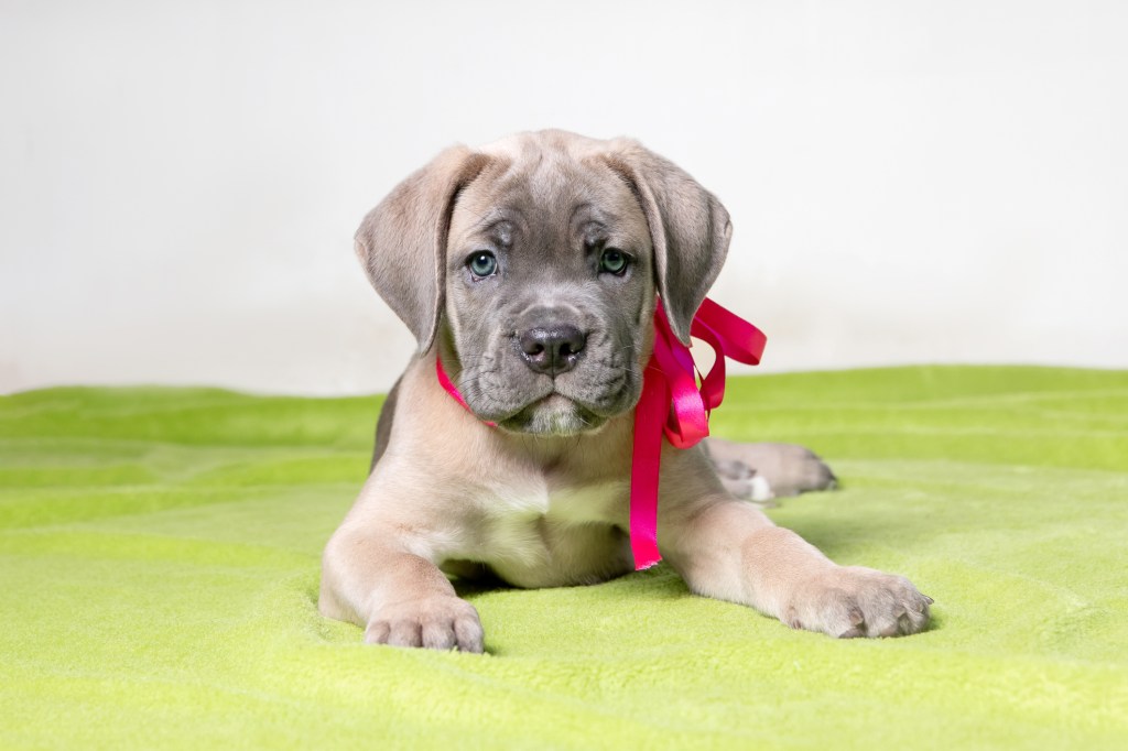 Adorable chiot Cane Corso.
