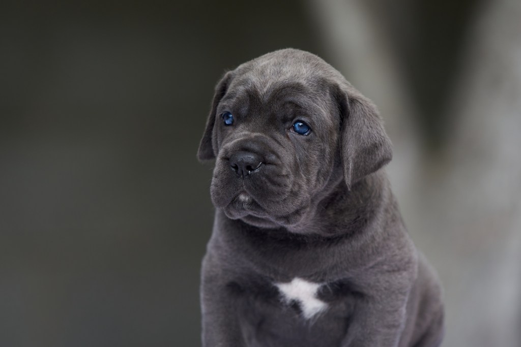 Portrait d'un chiot Mastiff italien.