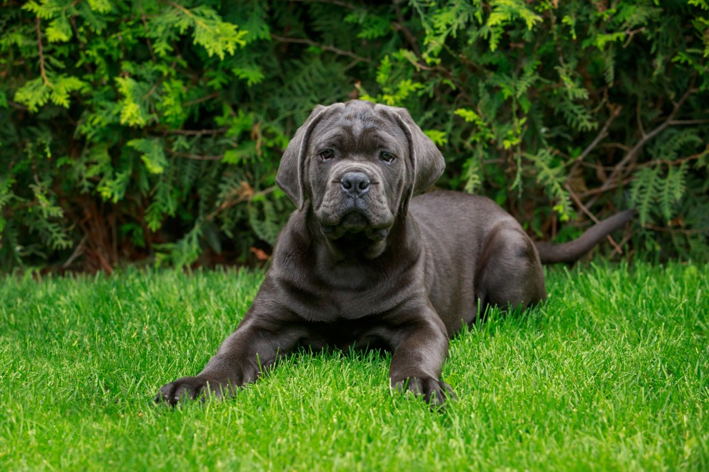 Cane Corso dans la cour sur une pelouse verte.