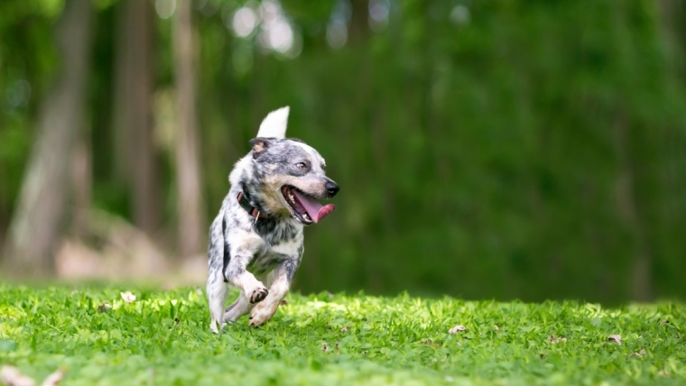 Pourquoi les chiens hyper énergiques tournent-ils en rond ?