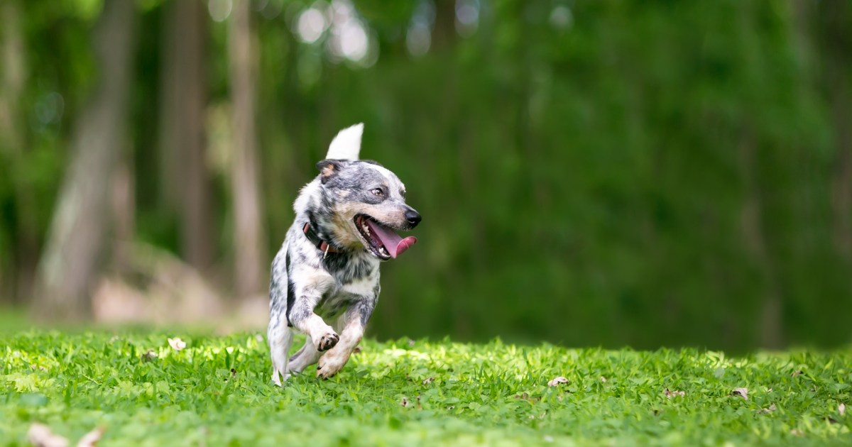 Pourquoi les chiens hyper énergiques tournent-ils en rond ?