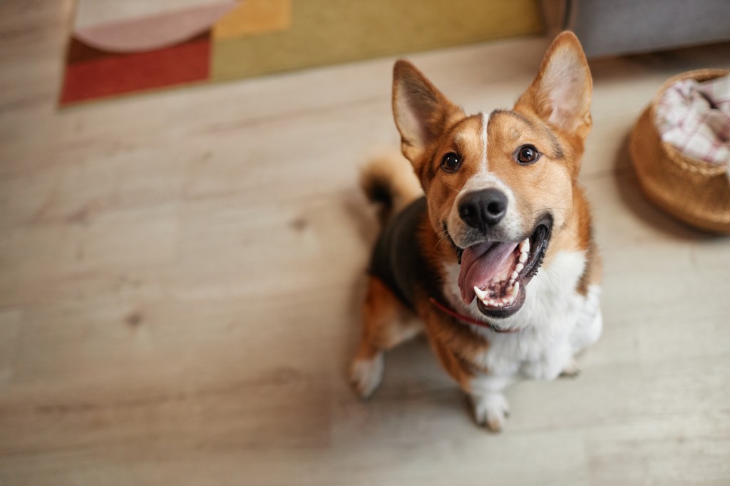 Chien heureux regardant la caméra en souriant et en tirant la langue pendant qu'il fait des zooms.