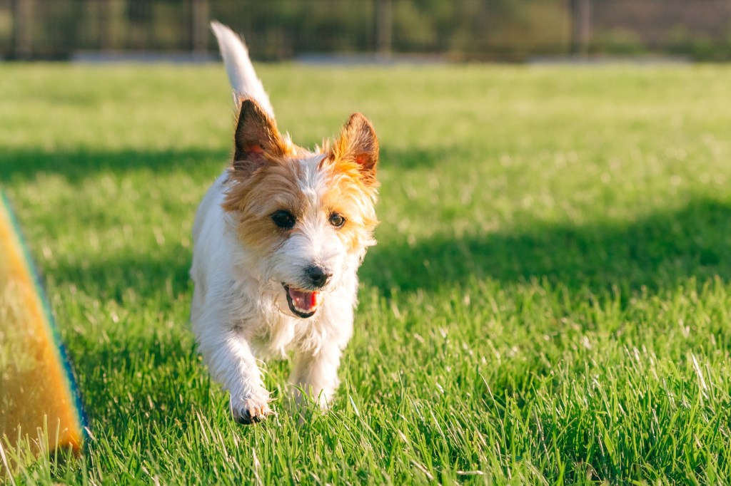 Chien Jack Russell Terrier enjoué faisant des zooms à l'extérieur après une promenade.