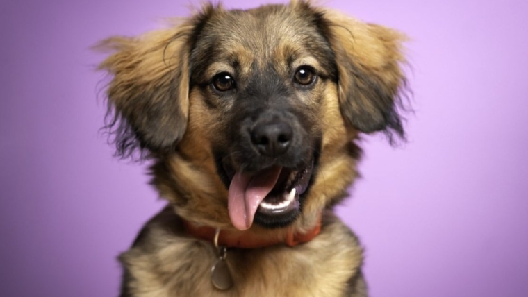 Quels sont les noms de chiens les plus populaires aux États-Unis ?