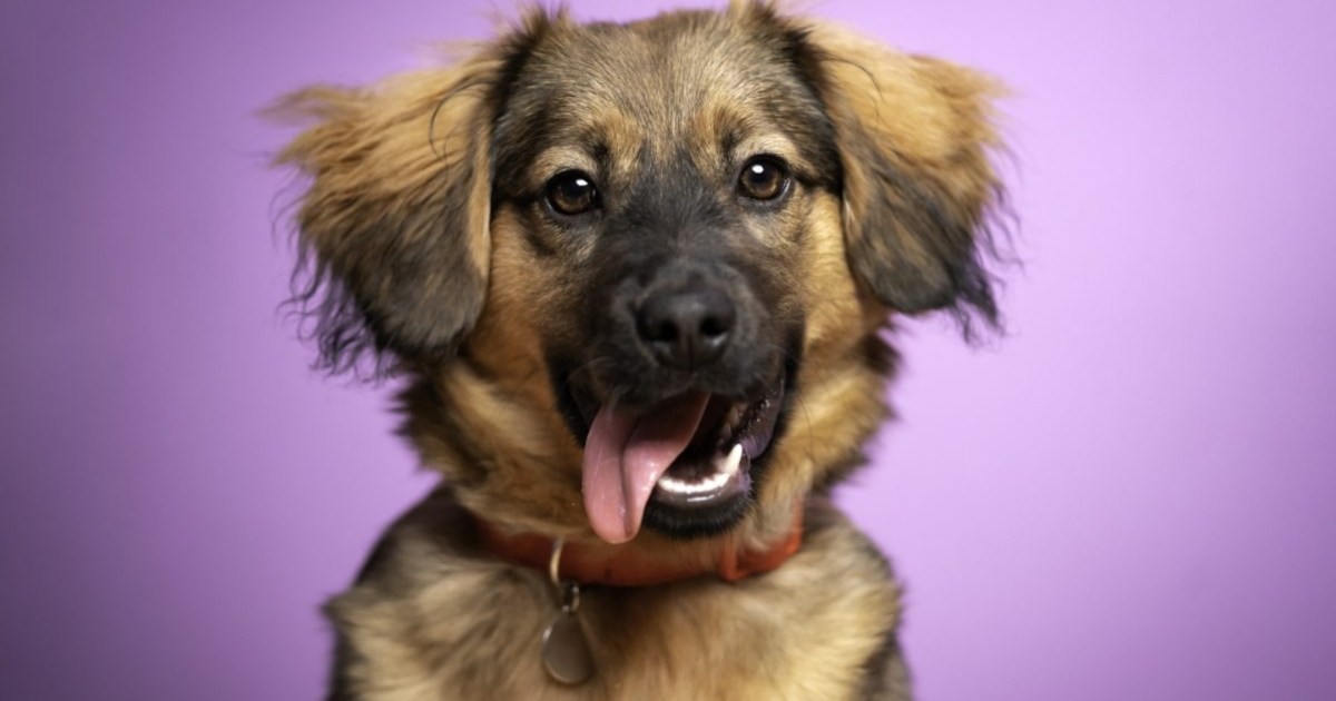 Quels sont les noms de chiens les plus populaires aux États-Unis ?