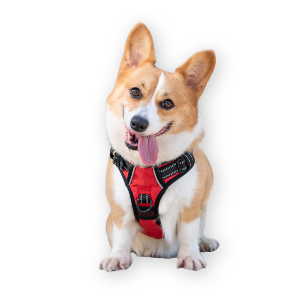 PoyPet_chien Harnais pour chien PoyPet