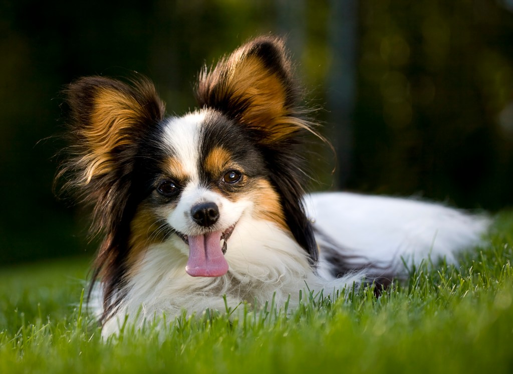 Un chien de race Papillon couché dans l'herbe. Faible profondeur de champ avec mise au point sur les yeux.