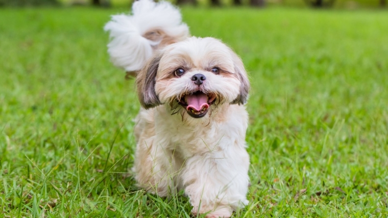 Les meilleures races de petits chiens pour les nouveaux propriétaires