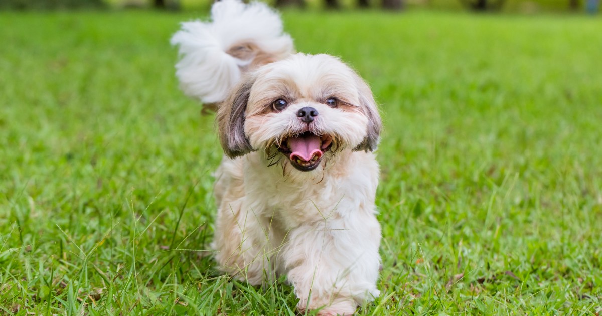 Les meilleures races de petits chiens pour les nouveaux propriétaires