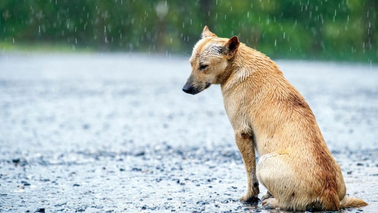 Un chien échappe à la capture pendant des mois et cherche un foyer pour la vie