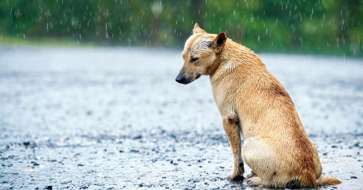 Un chien échappe à la capture pendant des mois et cherche un foyer pour la vie