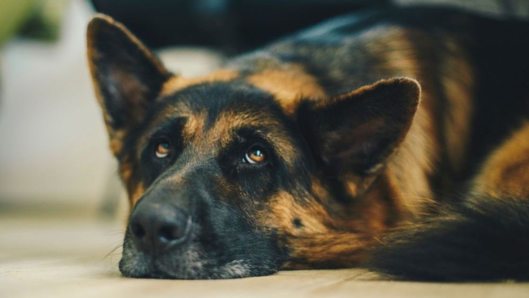Un chien de détection d’explosifs à la retraite peut être adopté en Pennsylvanie