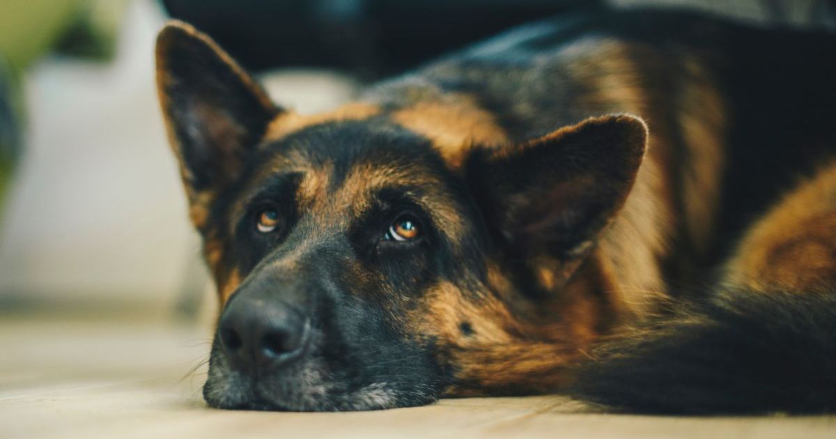 Un chien de détection d’explosifs à la retraite peut être adopté en Pennsylvanie