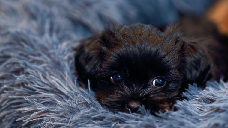 Une adolescente de Washington retrouve son chien de thérapie volé