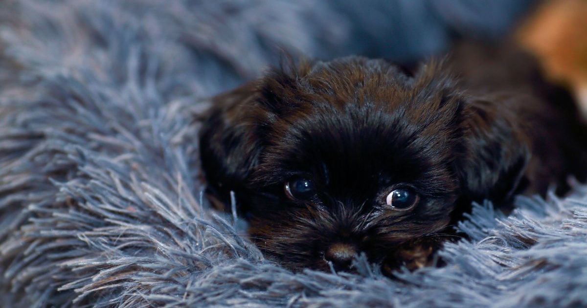 Une adolescente de Washington retrouve son chien de thérapie volé