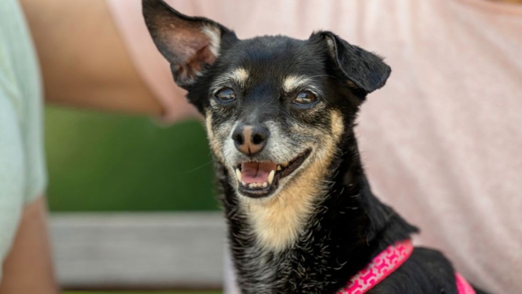 Rescue s’associe à Hill’s Pet Nutrition pour l’adoption de chiens âgés