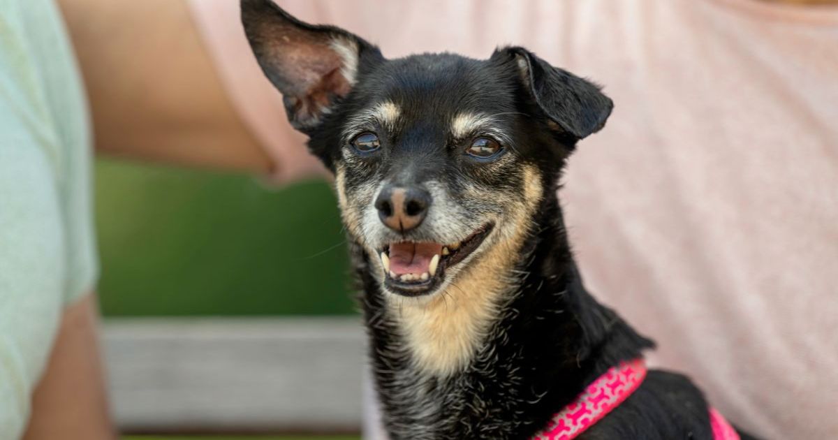 Rescue s’associe à Hill’s Pet Nutrition pour l’adoption de chiens âgés