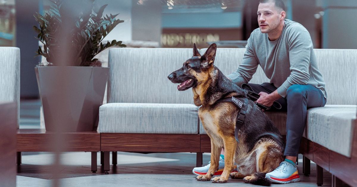 Les chiens d’assistance sont bénéfiques pour les vétérans souffrant du syndrome de stress post-traumatique, selon une étude des NIH