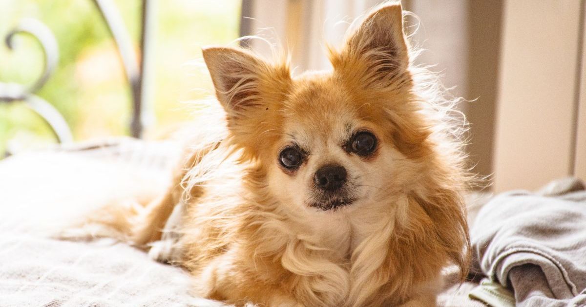 Un chien disparaît d’un vétérinaire et d’une pension dans le Nevada