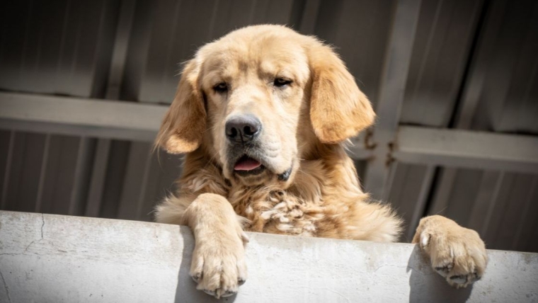 Un chien retrouvé mort dans un appartement en Arizona, une femme inculpée