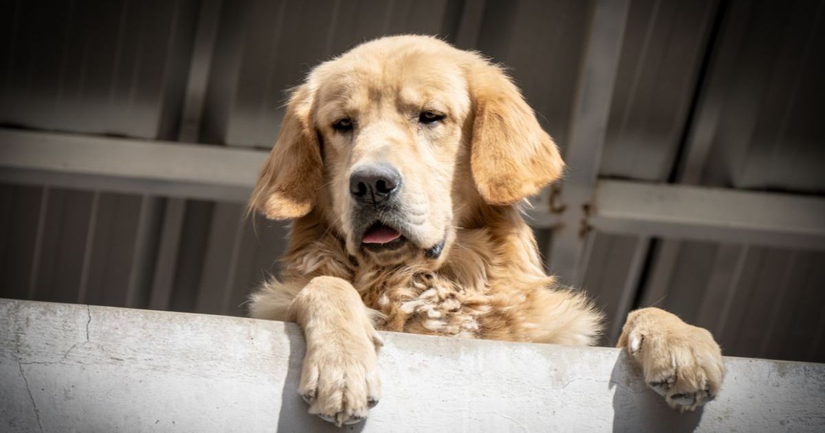 Un chien retrouvé mort dans un appartement en Arizona, une femme inculpée