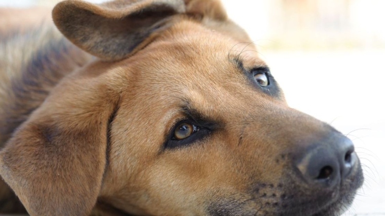 Un grand chien secouru au fond d’un égout en Californie