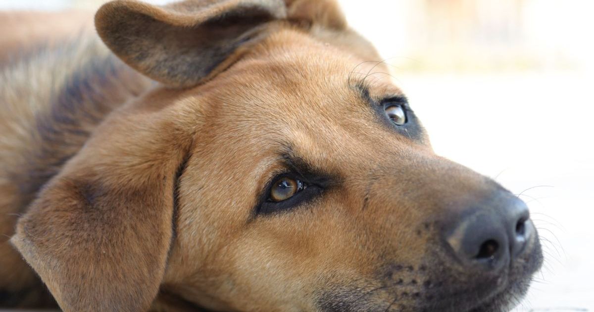 Un grand chien secouru au fond d’un égout en Californie