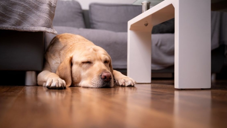 Un chien texan tué par une lance de fortune : la famille cherche des réponses
