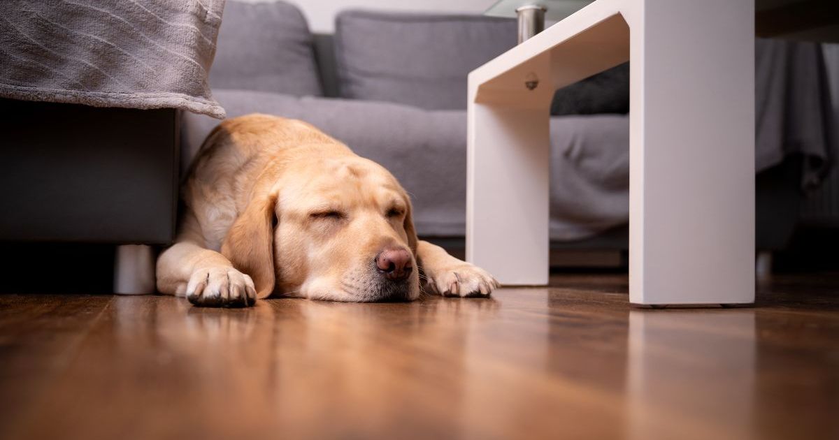 Un chien texan tué par une lance de fortune : la famille cherche des réponses