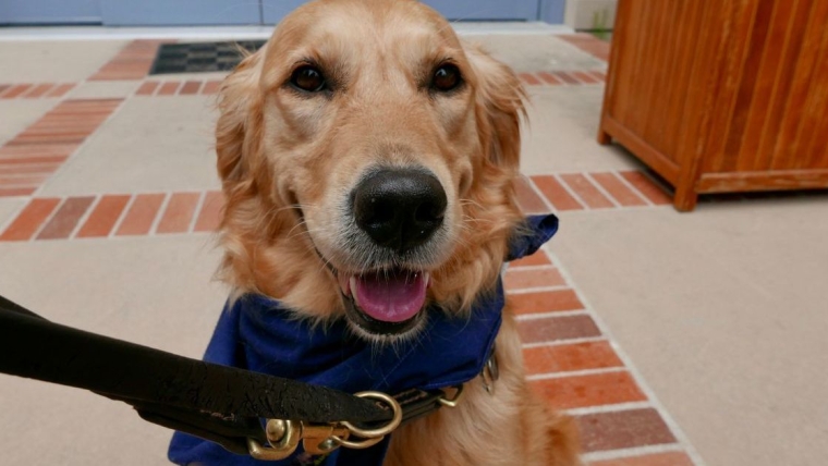 La gymnastique américaine fait appel à des chiens thérapeutiques pour les épreuves olympiques