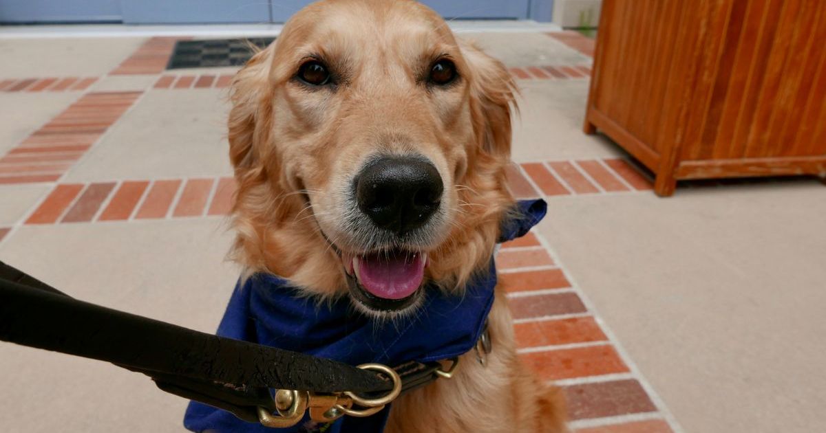 La gymnastique américaine fait appel à des chiens thérapeutiques pour les épreuves olympiques
