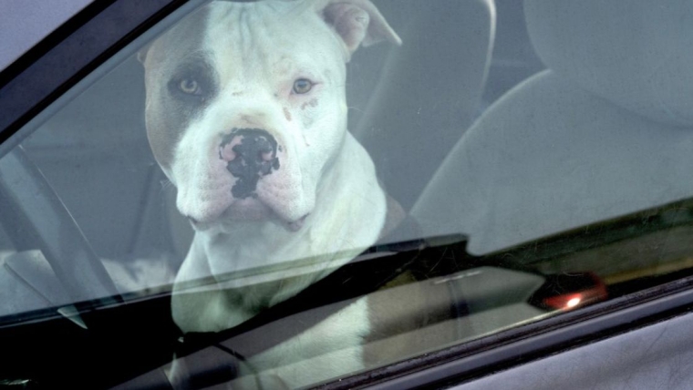 La police sauve un chien d’une camionnette en feu sur une plage de Floride