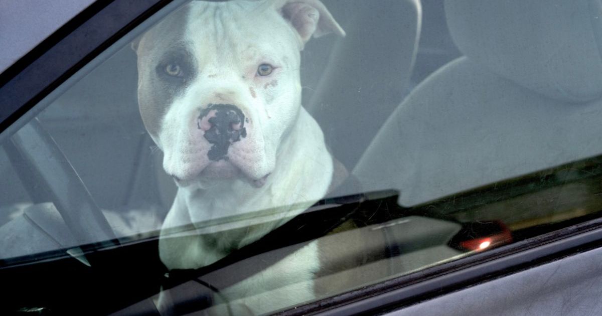 La police sauve un chien d’une camionnette en feu sur une plage de Floride