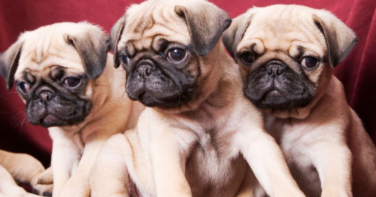 1 chiot mort et 13 sauvés après l’accident d’un minibus dans le Connecticut