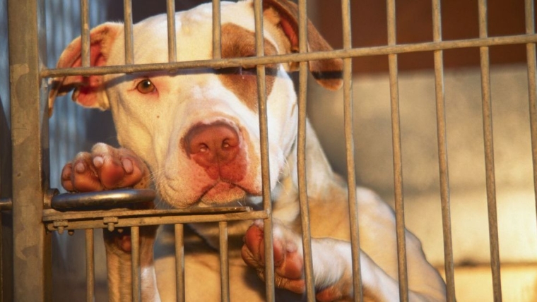Un chien californien euthanasié par erreur une heure avant son adoption