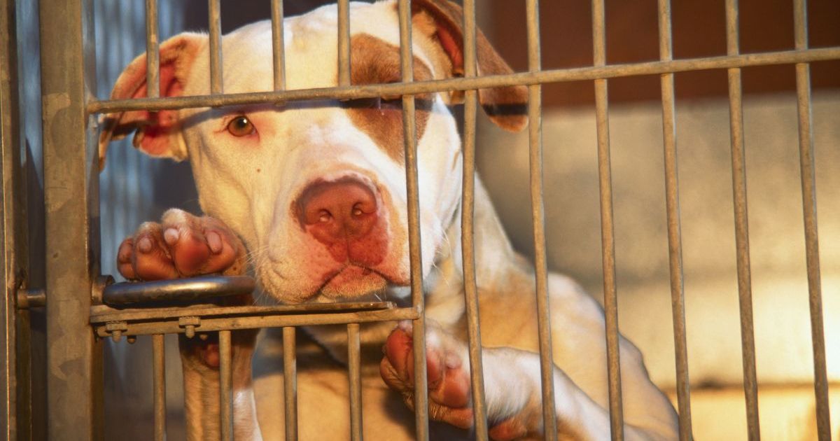 Un chien californien euthanasié par erreur une heure avant son adoption