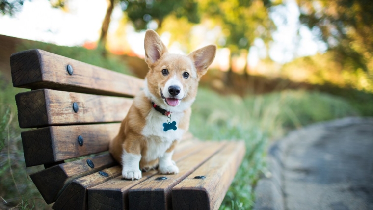 Photos et faits sur les chiots Corgi