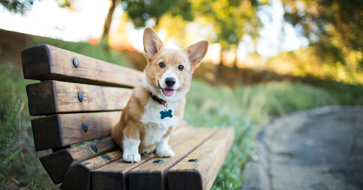 Photos et faits sur les chiots Corgi