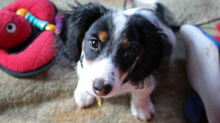 Un chiot volé dans une voiture garée dans le Maine, trois personnes inculpées