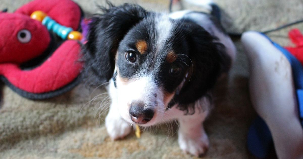 Un chiot volé dans une voiture garée dans le Maine, trois personnes inculpées