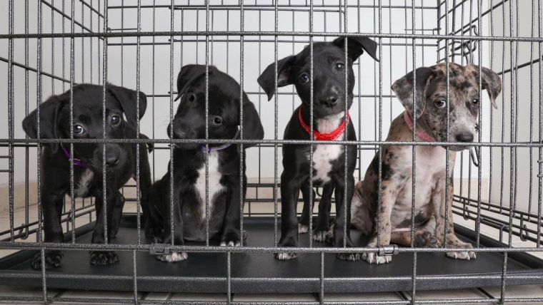 8 chiots trouvés abandonnés et sauvés d’une cage au Texas