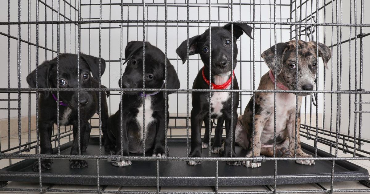 8 chiots trouvés abandonnés et sauvés d’une cage au Texas