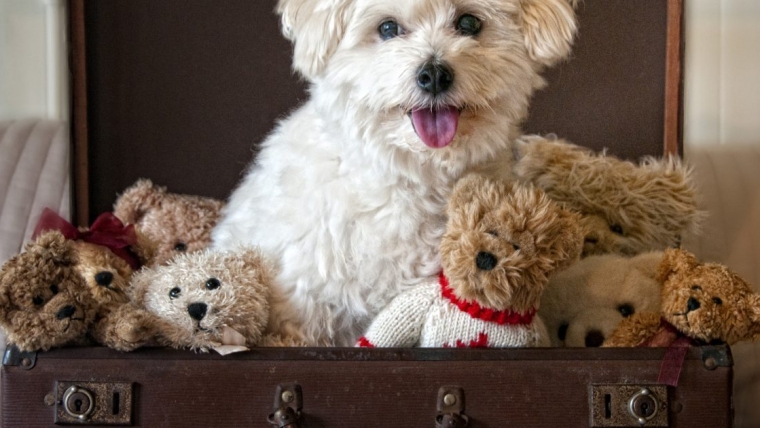 Des chiots et des chiens câlins qui ressemblent à des ours mignons