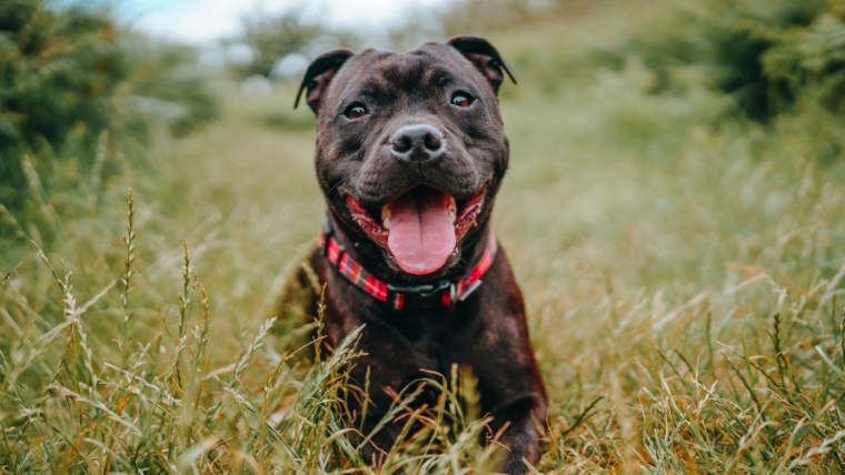Avantages et inconvénients du Staffordshire Bull Terrier