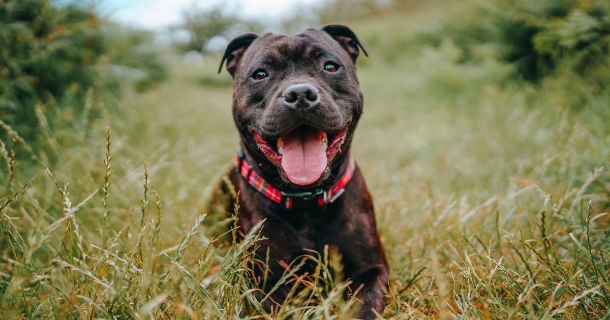 Avantages et inconvénients du Staffordshire Bull Terrier
