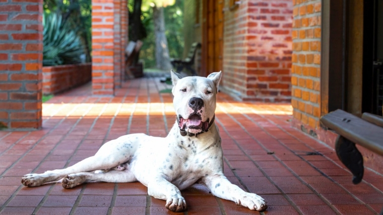 Avantages et inconvénients du Dogo Argentino
