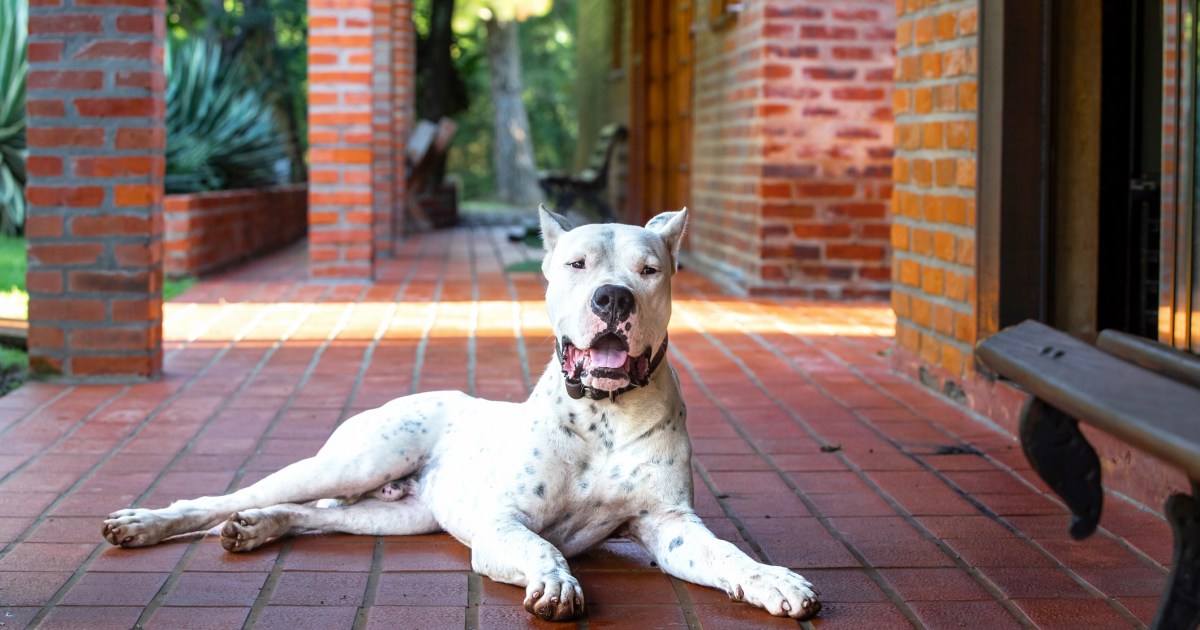 Avantages et inconvénients du Dogo Argentino