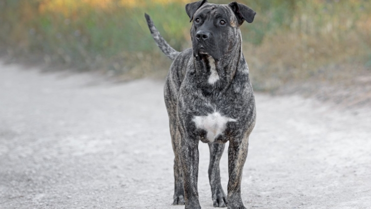 Avantages et inconvénients d’un Presa Canario