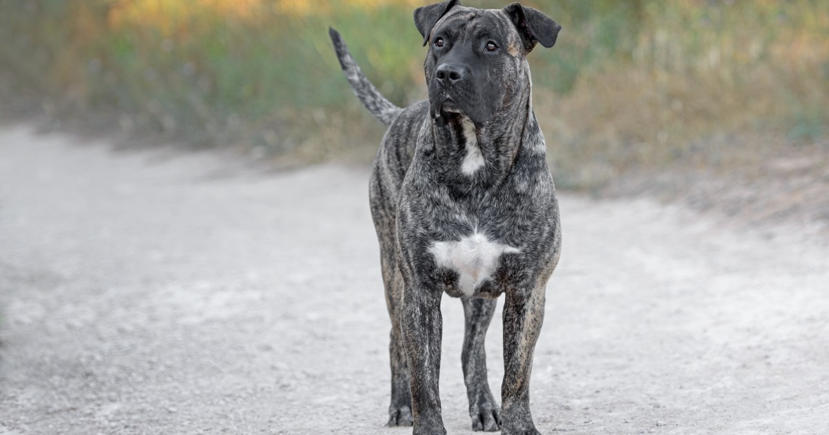 Avantages et inconvénients d’un Presa Canario